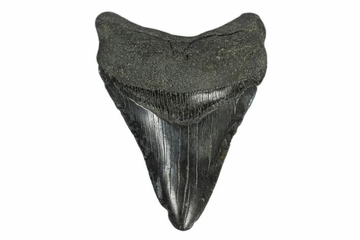 Fossil Megalodon Tooth - South Carolina #168945